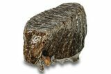 Fossil Woolly Mammoth Molar - Siberia #259874-4